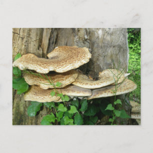 Shelf Fungus sur carte postale Stump