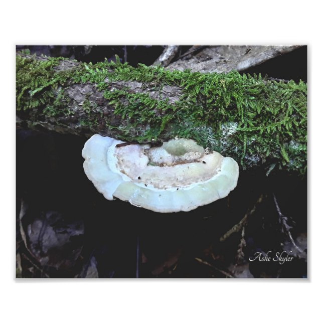 Shelf Life Photo Print (Front)