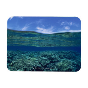 Shelf of coral magnet