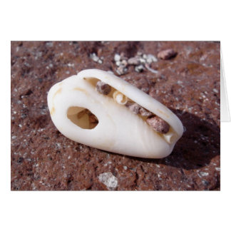Shell