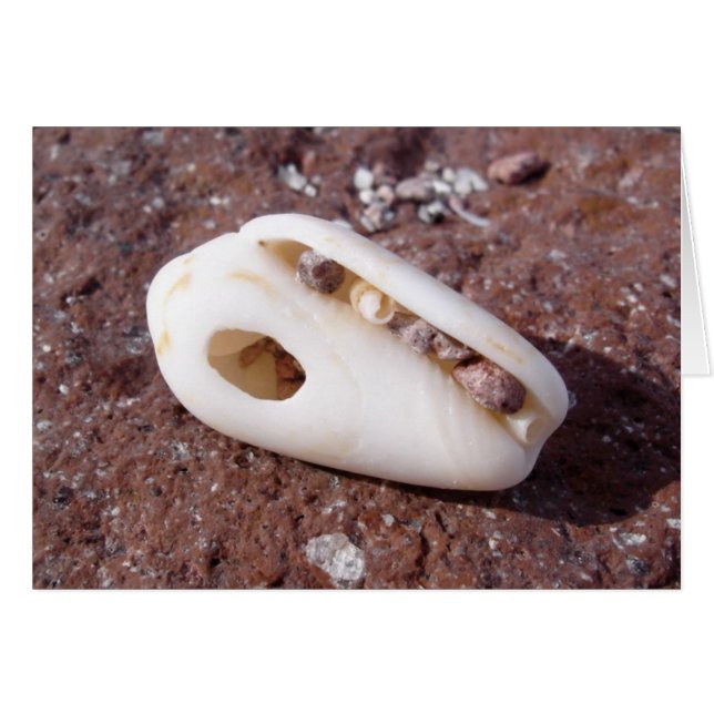 Shell (Front Horizontal)