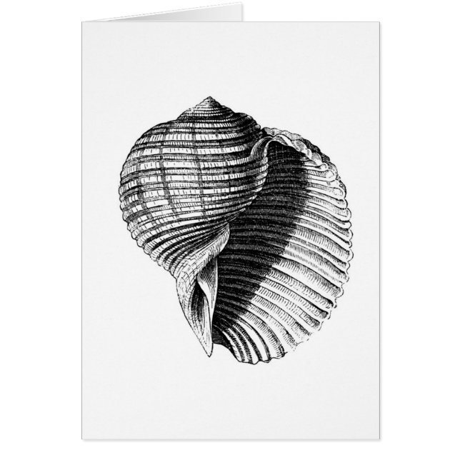 Shell (Front)