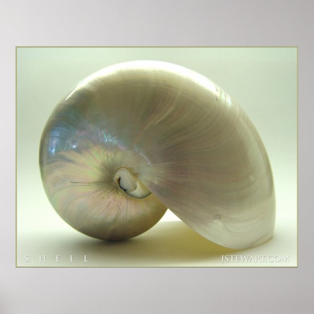 Shell #1 poster (Front)