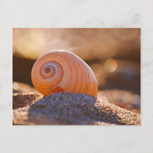 Shell Bokeh  Greece Postcard
