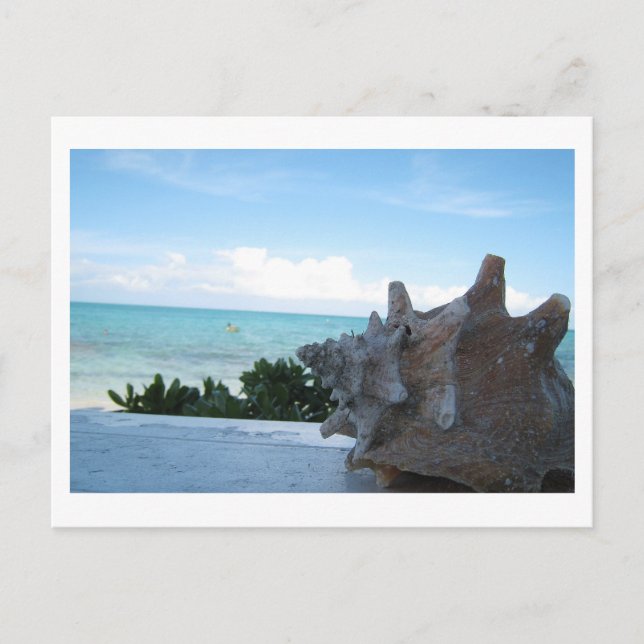 Shell by the ocean postcard (Front)