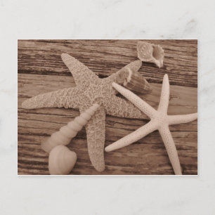 Shell Collection Postcard