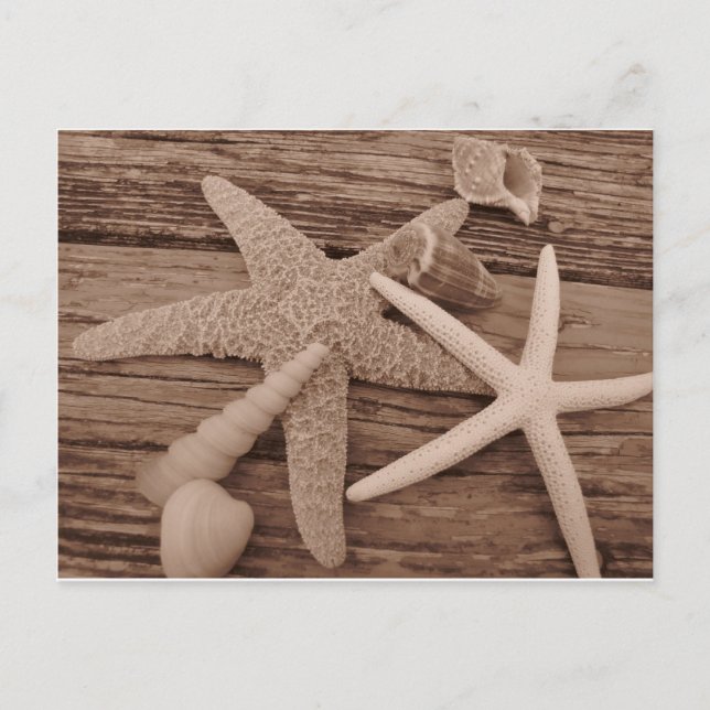 Shell Collection Postcard (Front)