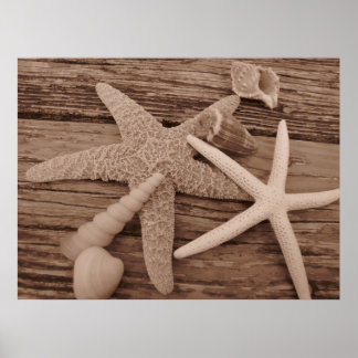 Shell Collection Poster