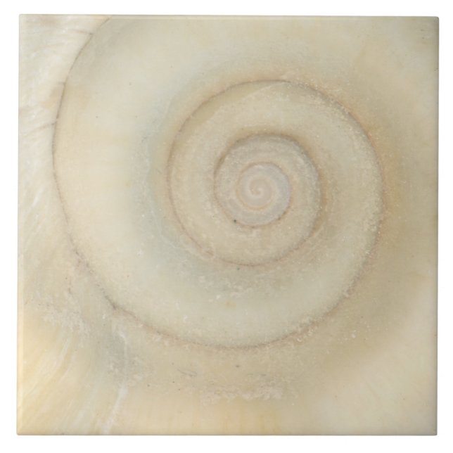 Shell - Conchology - White Spiral Tile (Front)