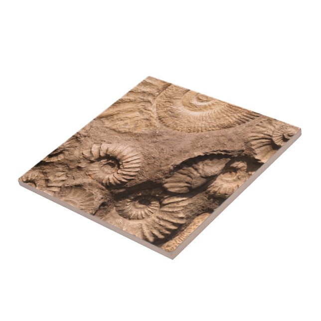 Shell Fossils Tile (Side)