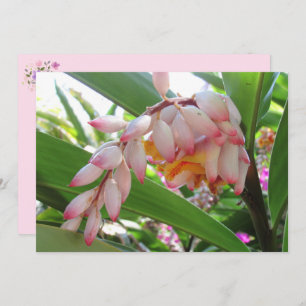 Shell Ginger Flowers Floral Postcard