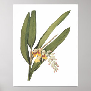 shell ginger(Globba nutans) by Redouté Poster