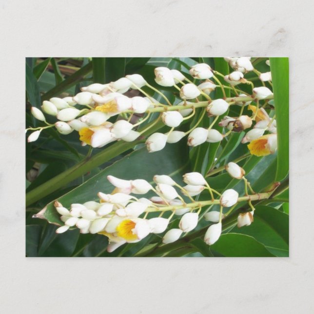 Shell Ginger Postcard (Front)