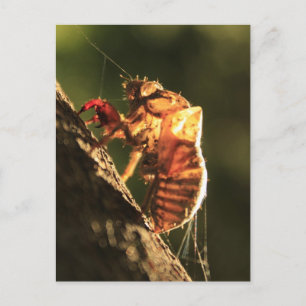 Shell Of A Cicada Postcard