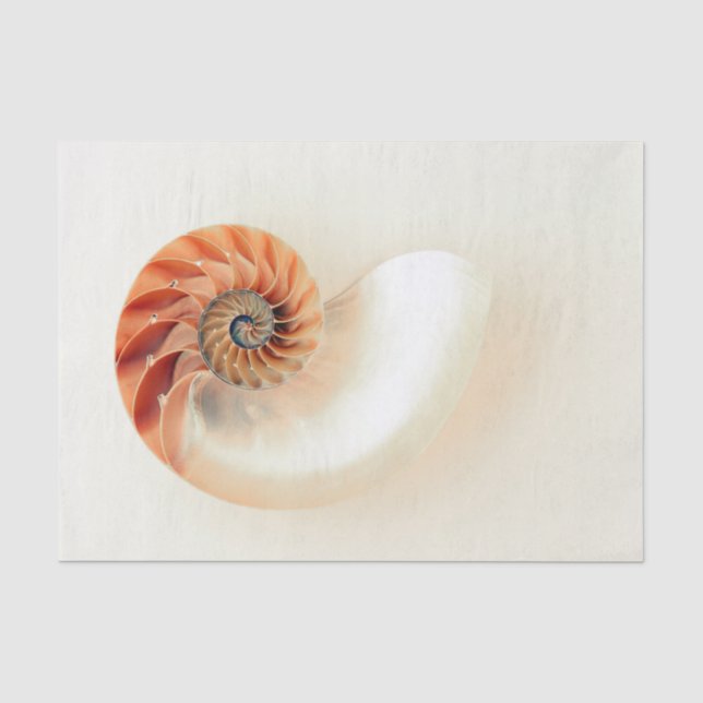 Shell Of Life Tissue Paper (Front)