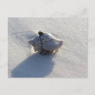 Shell Postcard