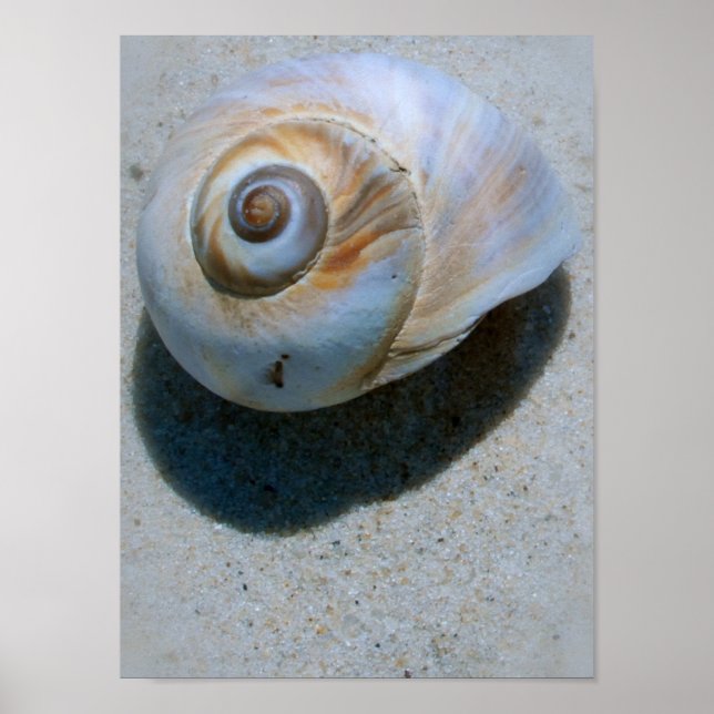 shell poster (Front)