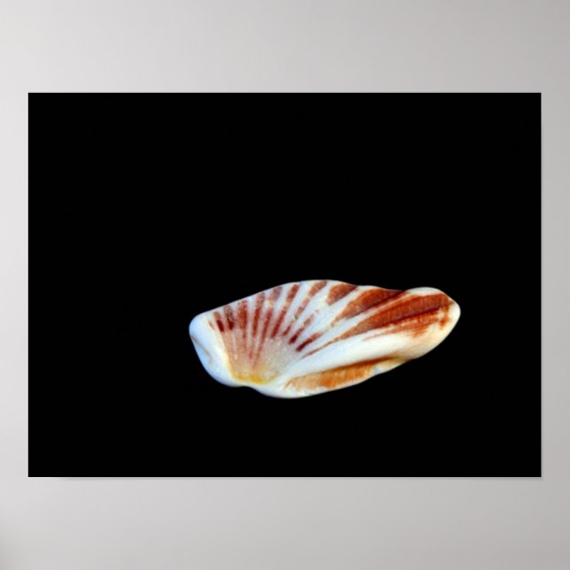 Shell Poster (Front)