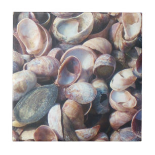 Shell Tile
