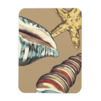 Shell Trio on Khaki