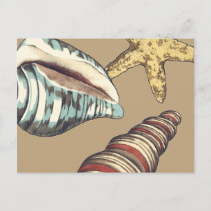 Shell Trio on Khaki Postcard