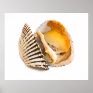 Shellfish Poster