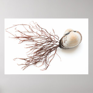 Shellfish Poster