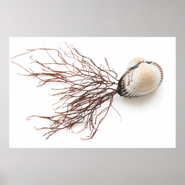 Shellfish Poster (Front)