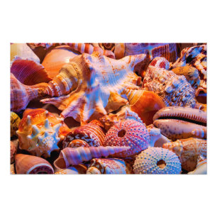 Shells 1 photo print