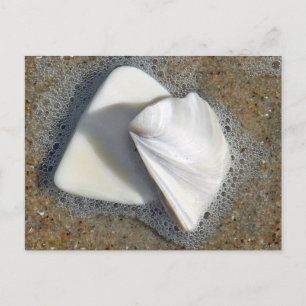 Shells and Sand Postcard