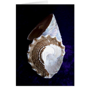 Shells Card