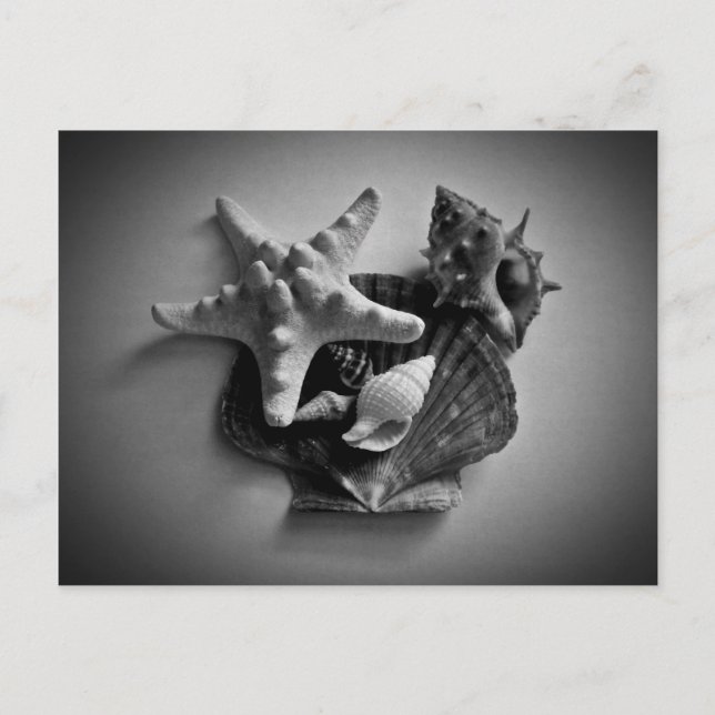 Shells in black and white postcard (Front)
