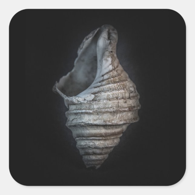 Shells No 6 Colour Version Square Sticker (Front)