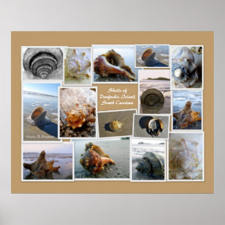Shells of Daufuskie Island, SC Poster