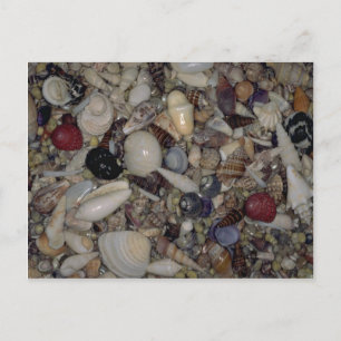 Shells of the Caribbean and Pacific Shell Postcard