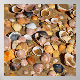 Shells On A Sandy Beach   Andalusia, Spain Poster