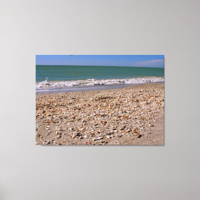 Shells On The Beach - Sanibel Captiva Canvas Print (Front)