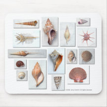Shells on White