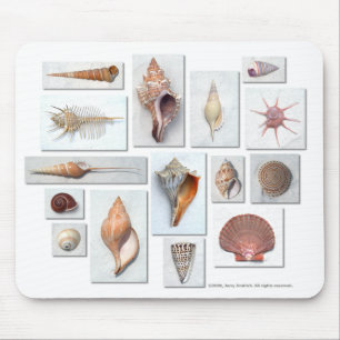 Shells on White Mouse Pad