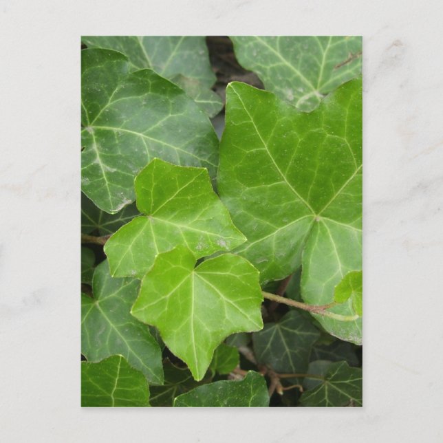 Shell's Pics Postcard (Front)