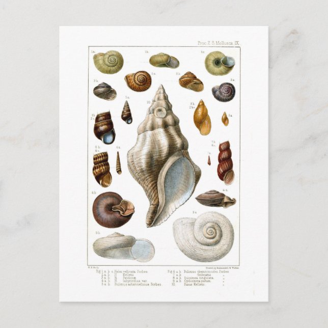 Shells Postcard (Front)
