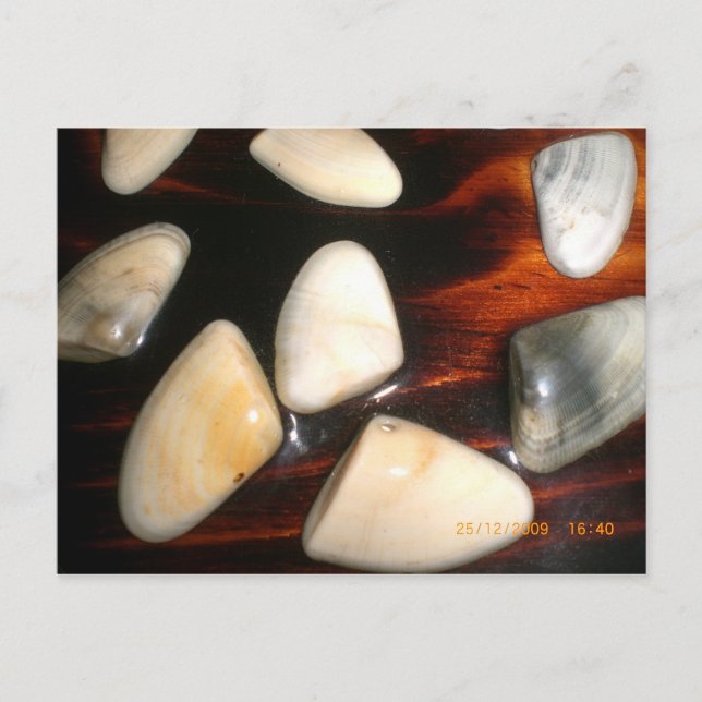 Shells Postcard (Front)
