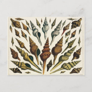 Shells Postcard