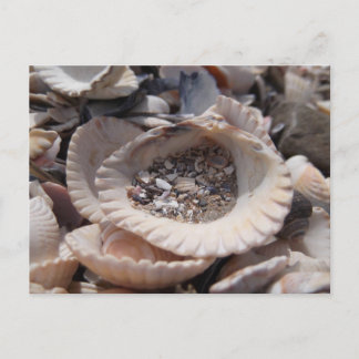Shells Postcard
