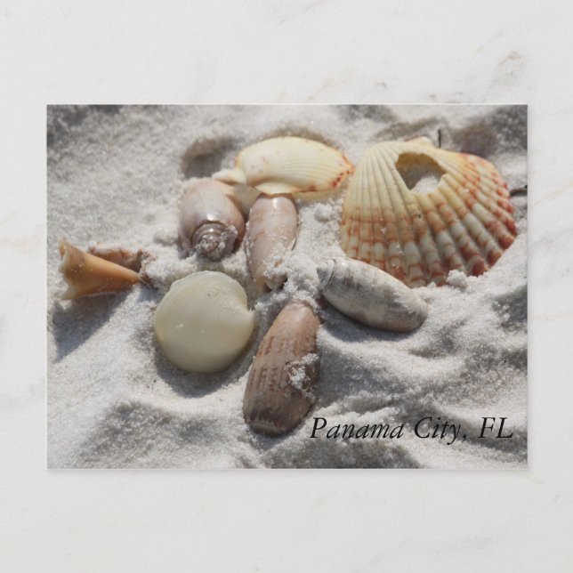 Shells Postcard (Front)