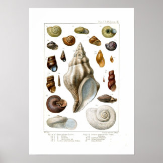 Shells Poster
