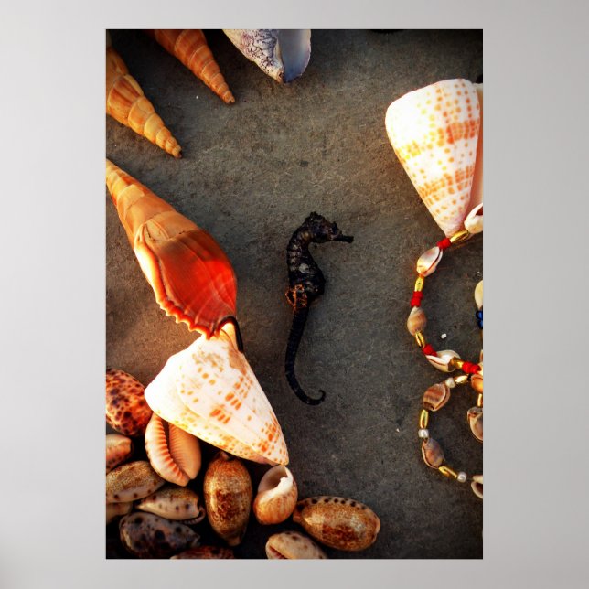 shells poster (Front)