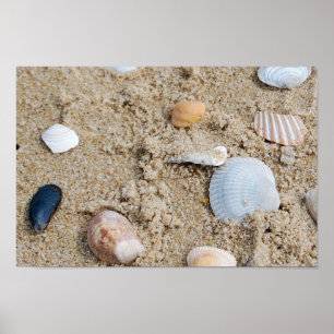 Shells - poster / print