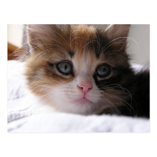 Shelter Kitten Postcard