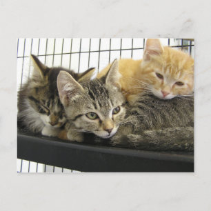 Shelter Kittens Postcard